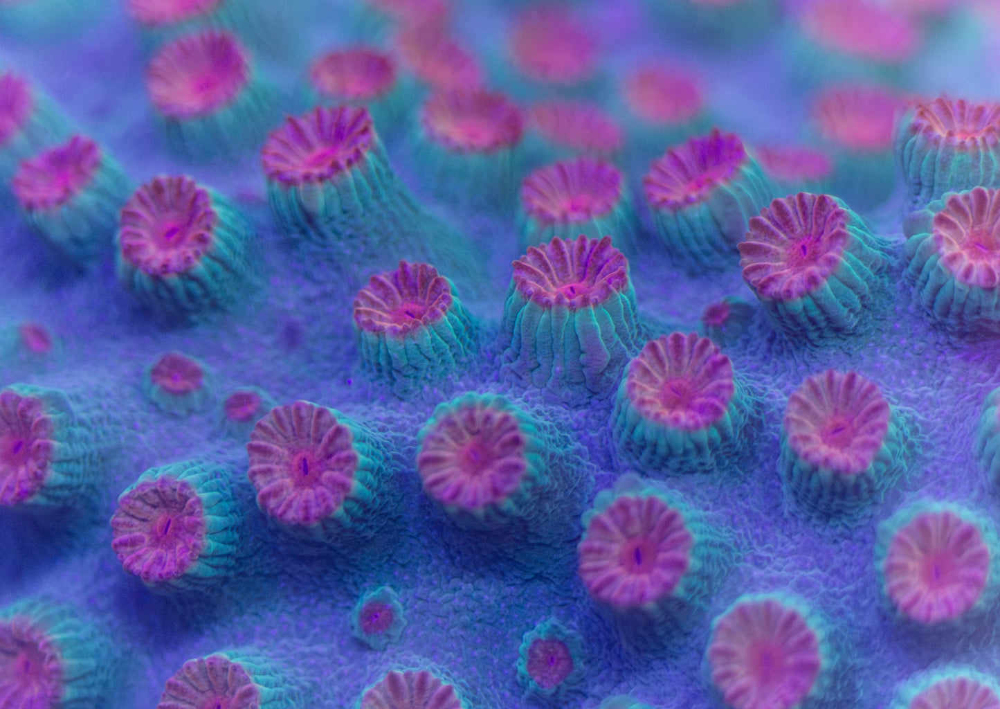 Meteor Shower Cyphastrea