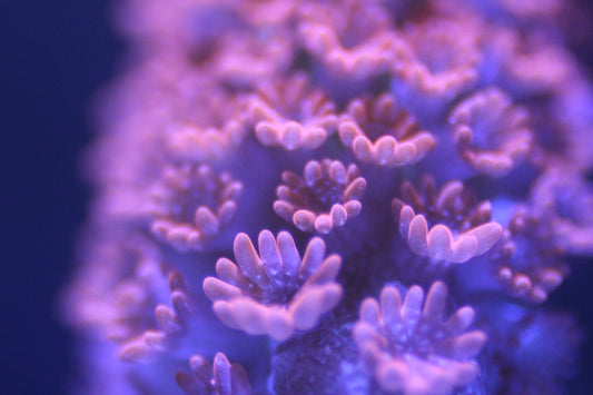 Forest Fire Digitata