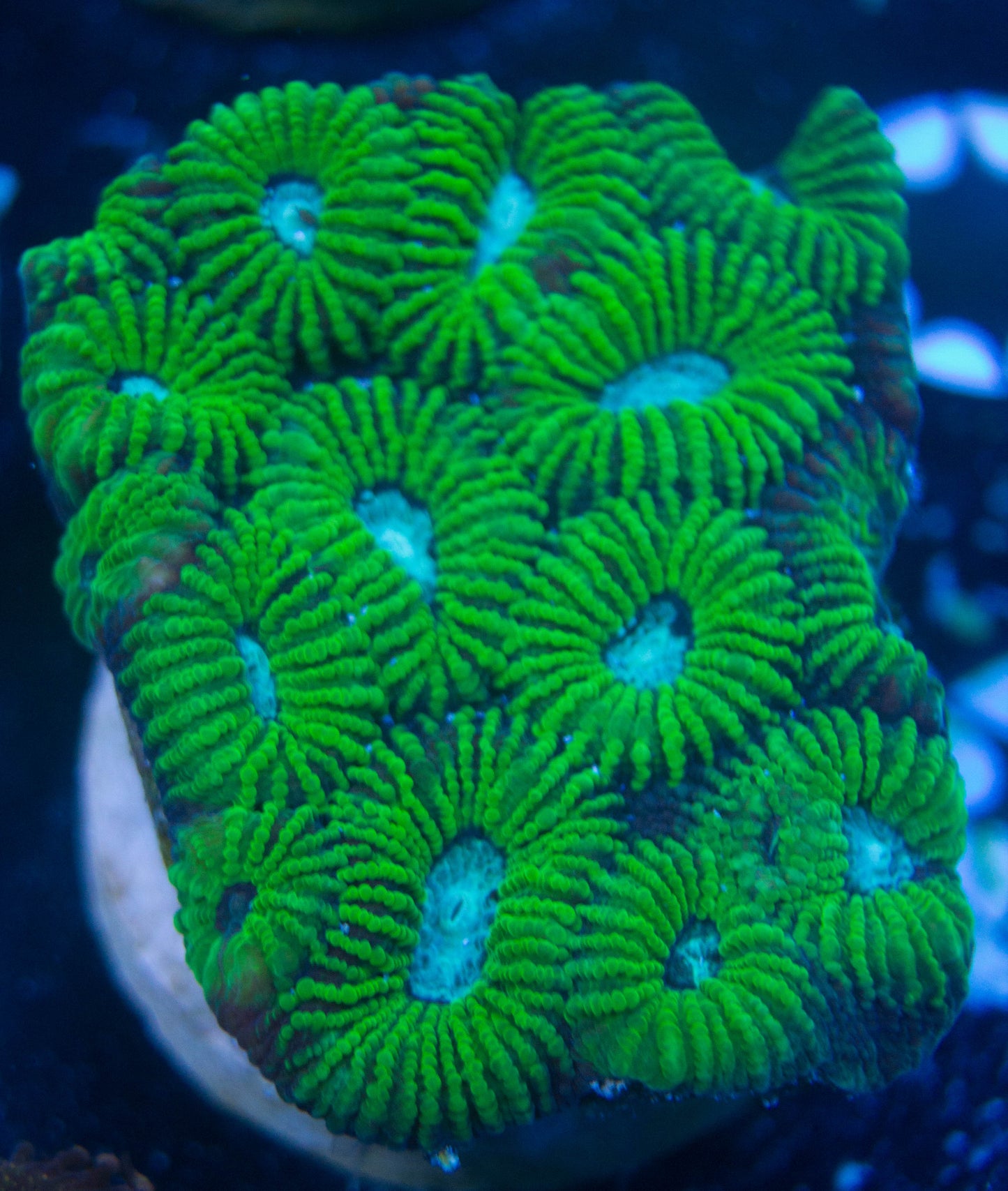 WYSIWYG - Green Micromussa