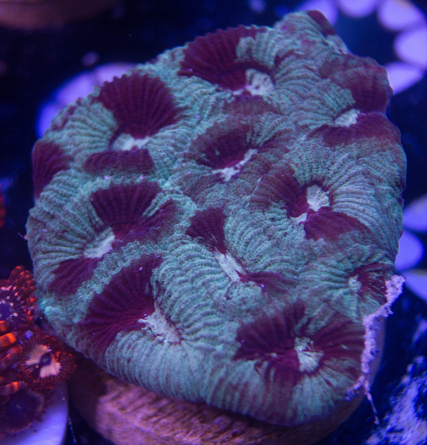 WYSIWYG - Red and Green Favia