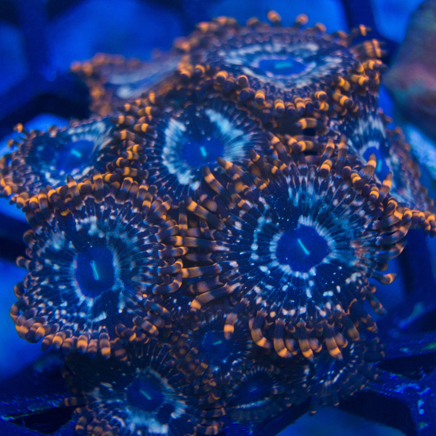 WYSIWYG - Utter Chaos Zoanthids