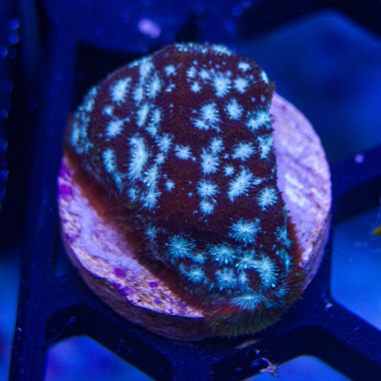 WYSIWYG - Mr. Freeze Leptoseris