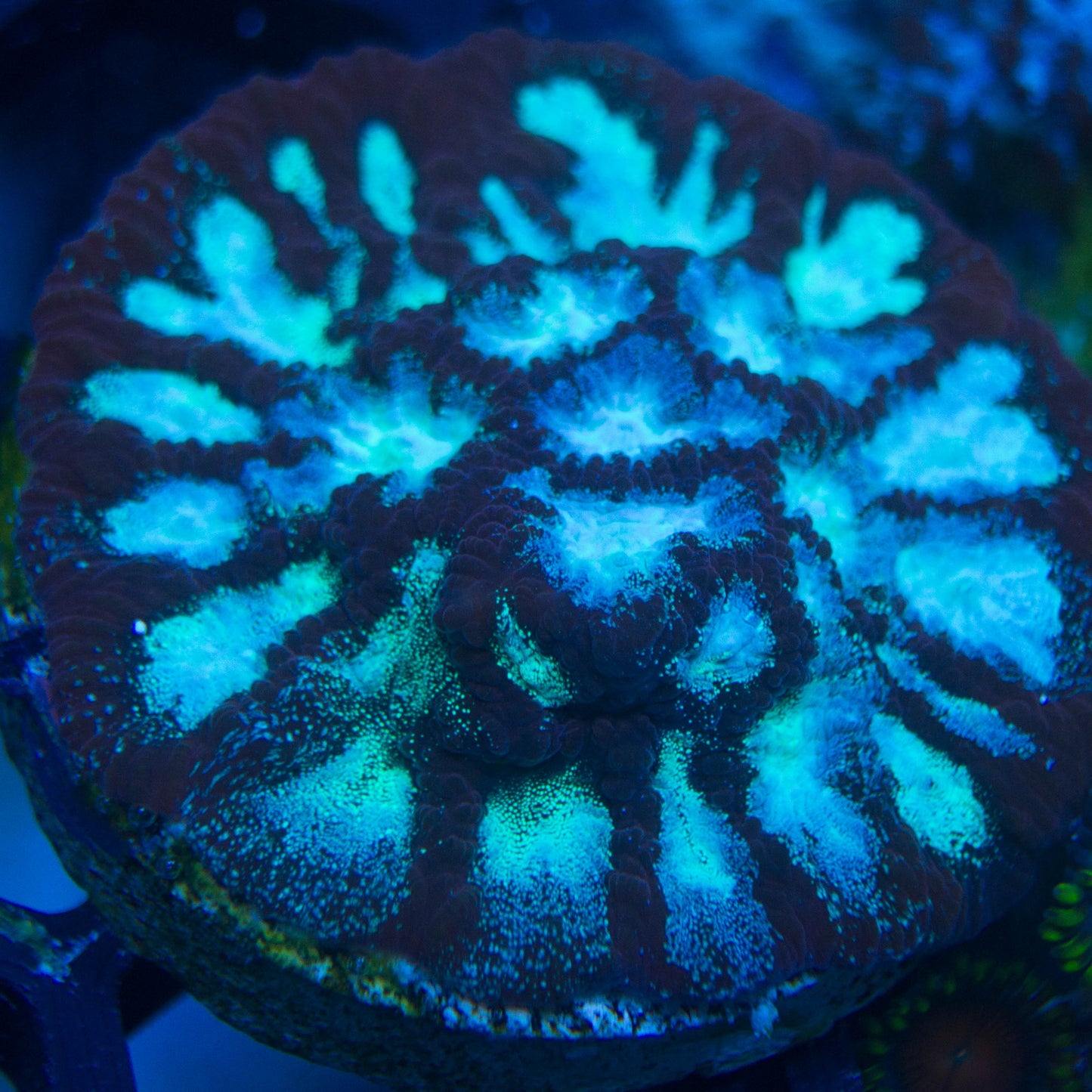 WYSIWYG - Frozen Favia