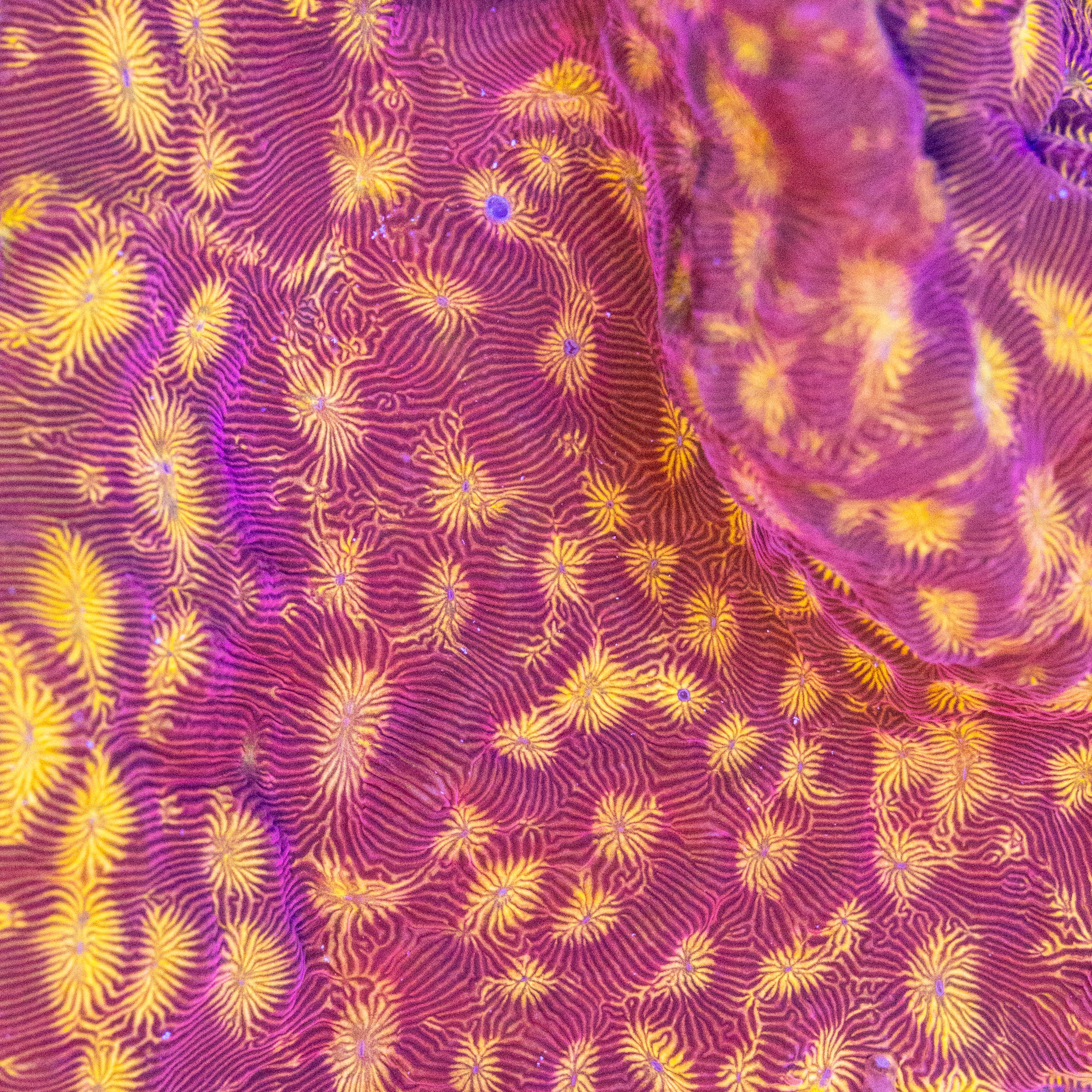 Blood Orange Leptoseris