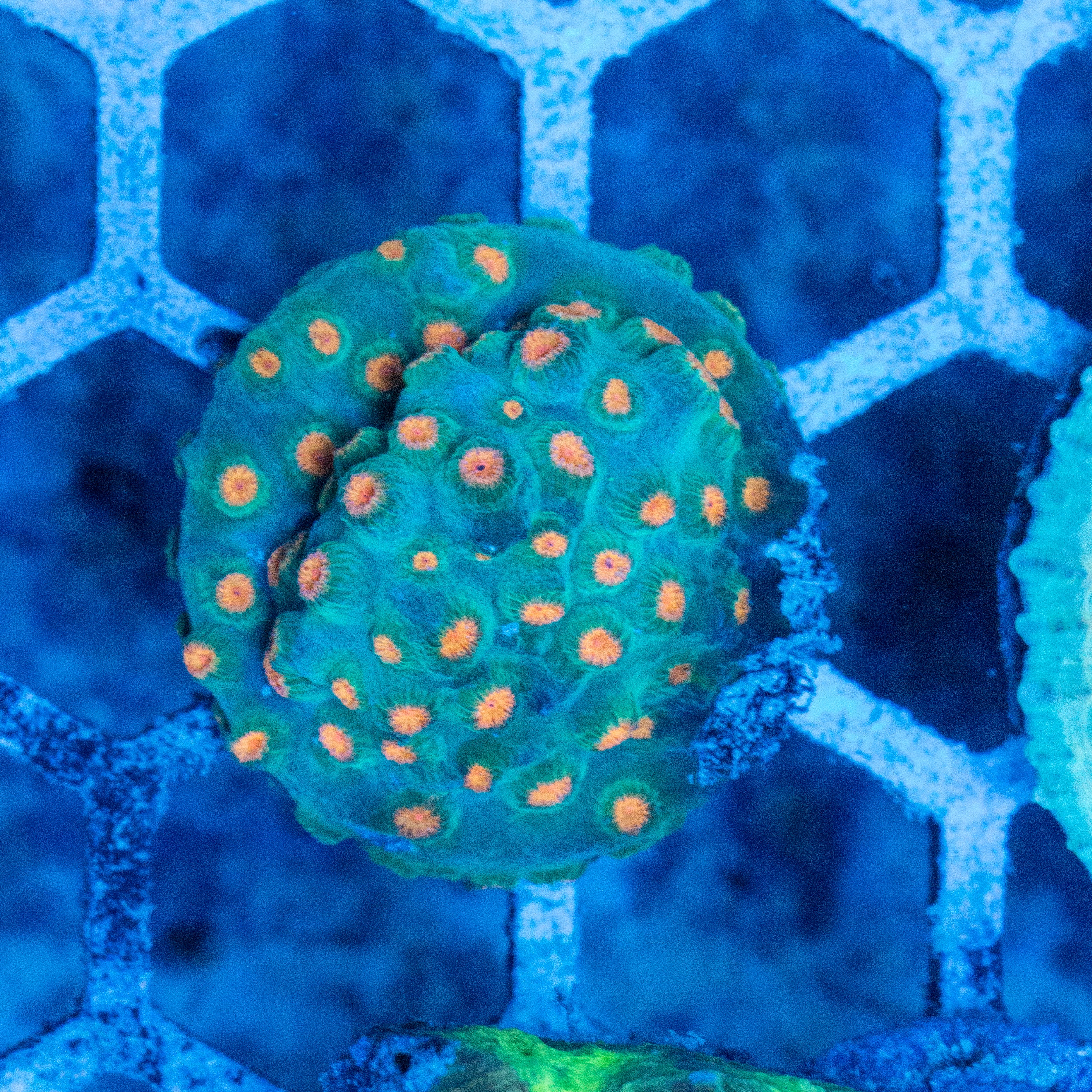 Meteor Shower Cyphastrea