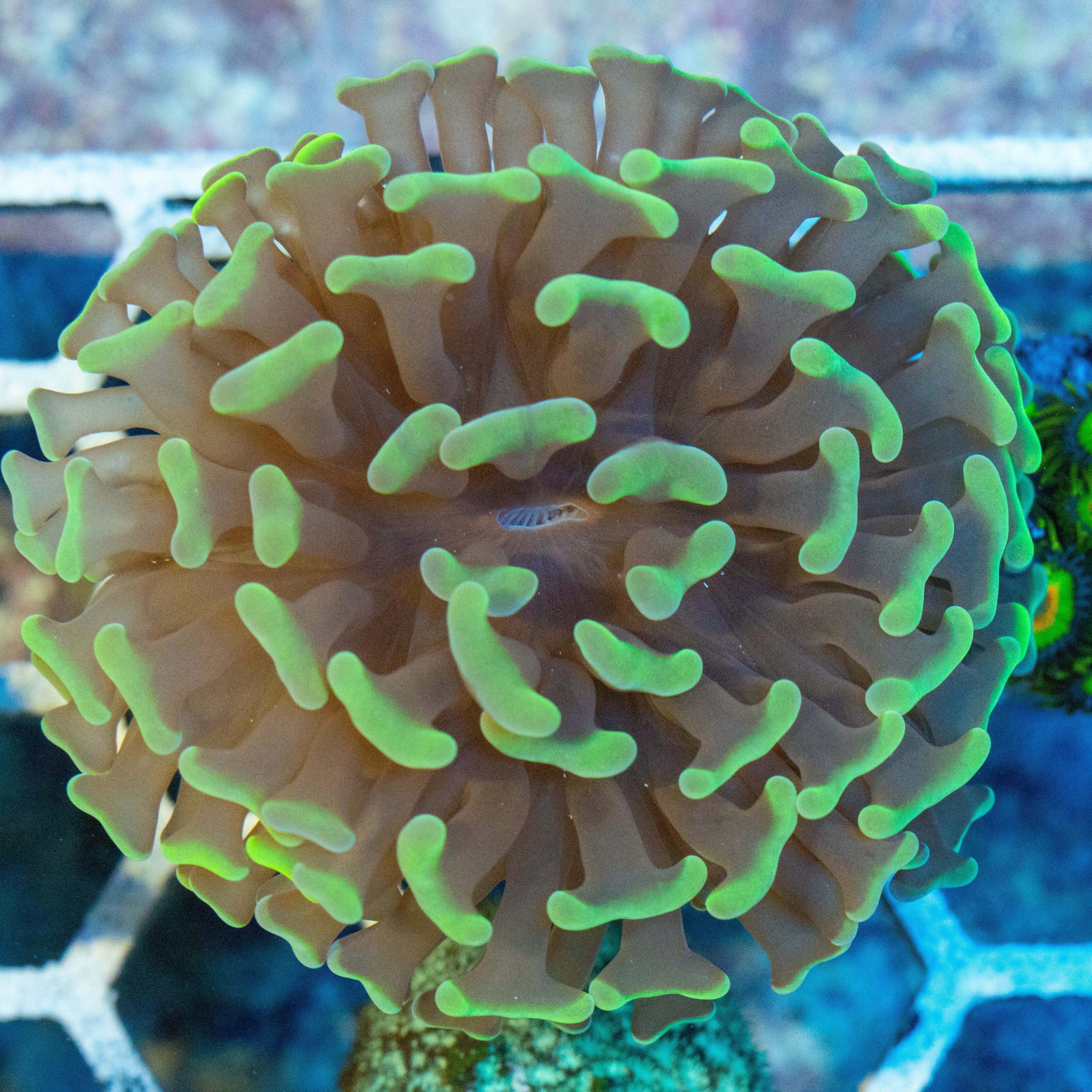 Green Splatter Hammer