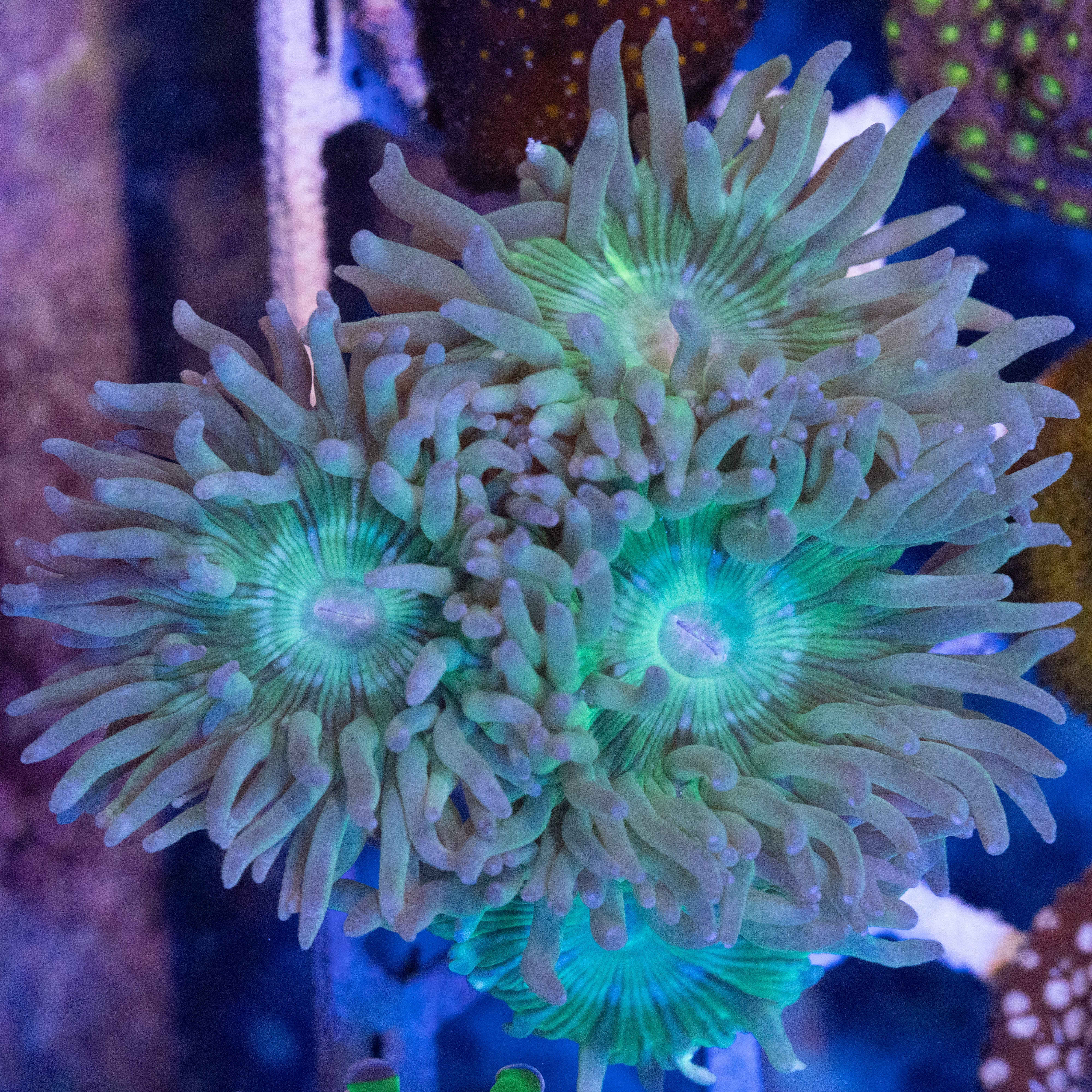 Duncan Coral (4 Heads)