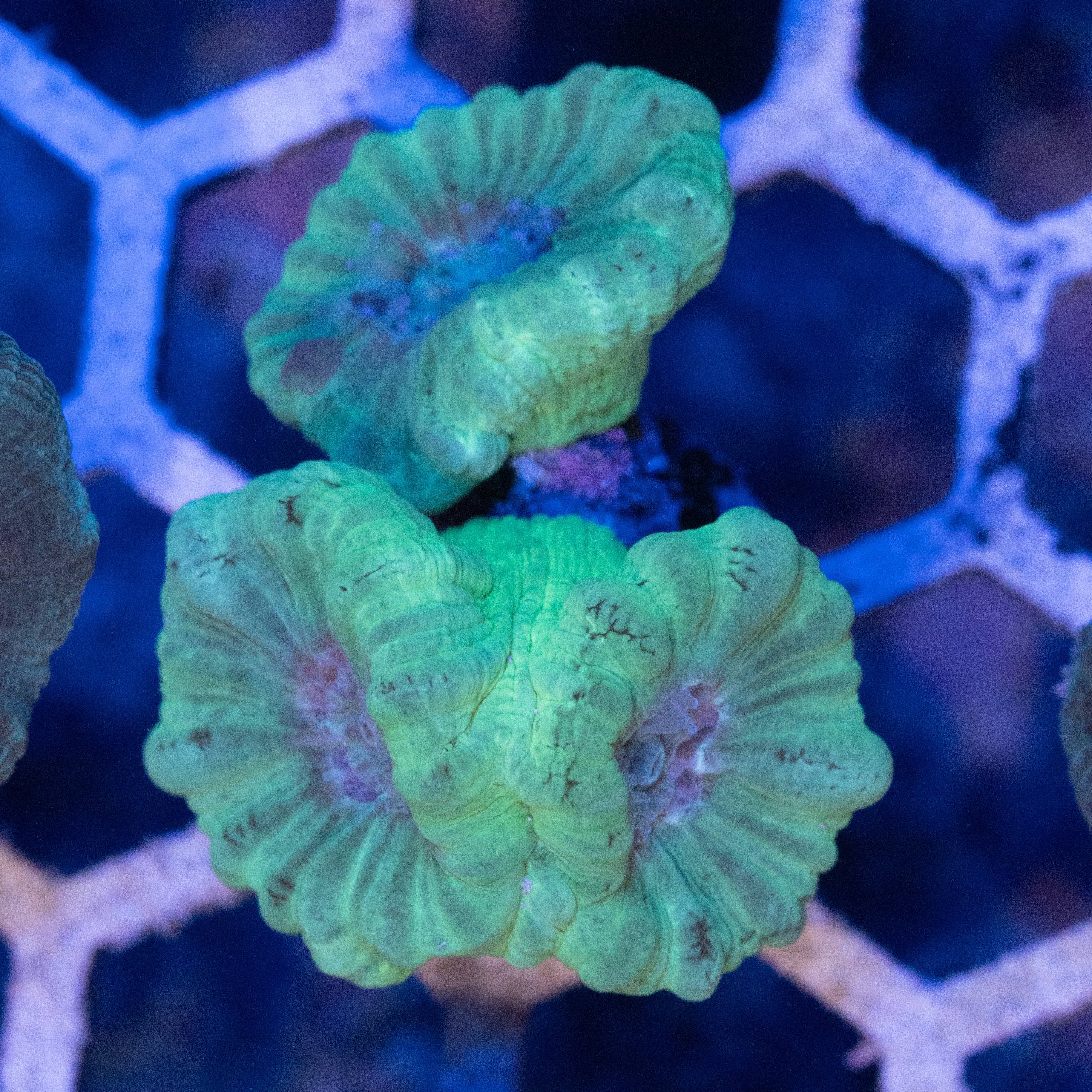 Neon Green Trumpet Coral (3 Heads)