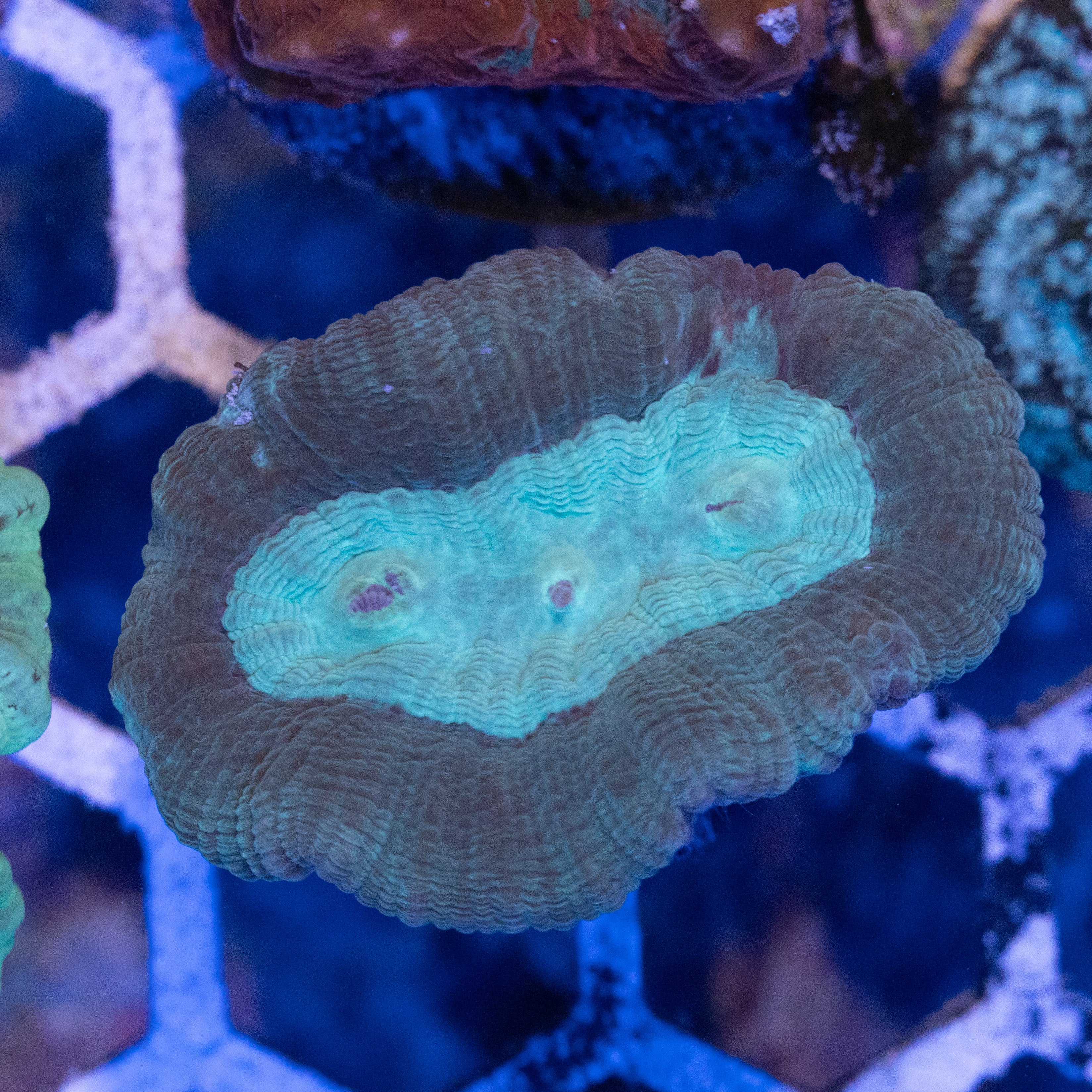 Purple Rimmed Trumpet Coral