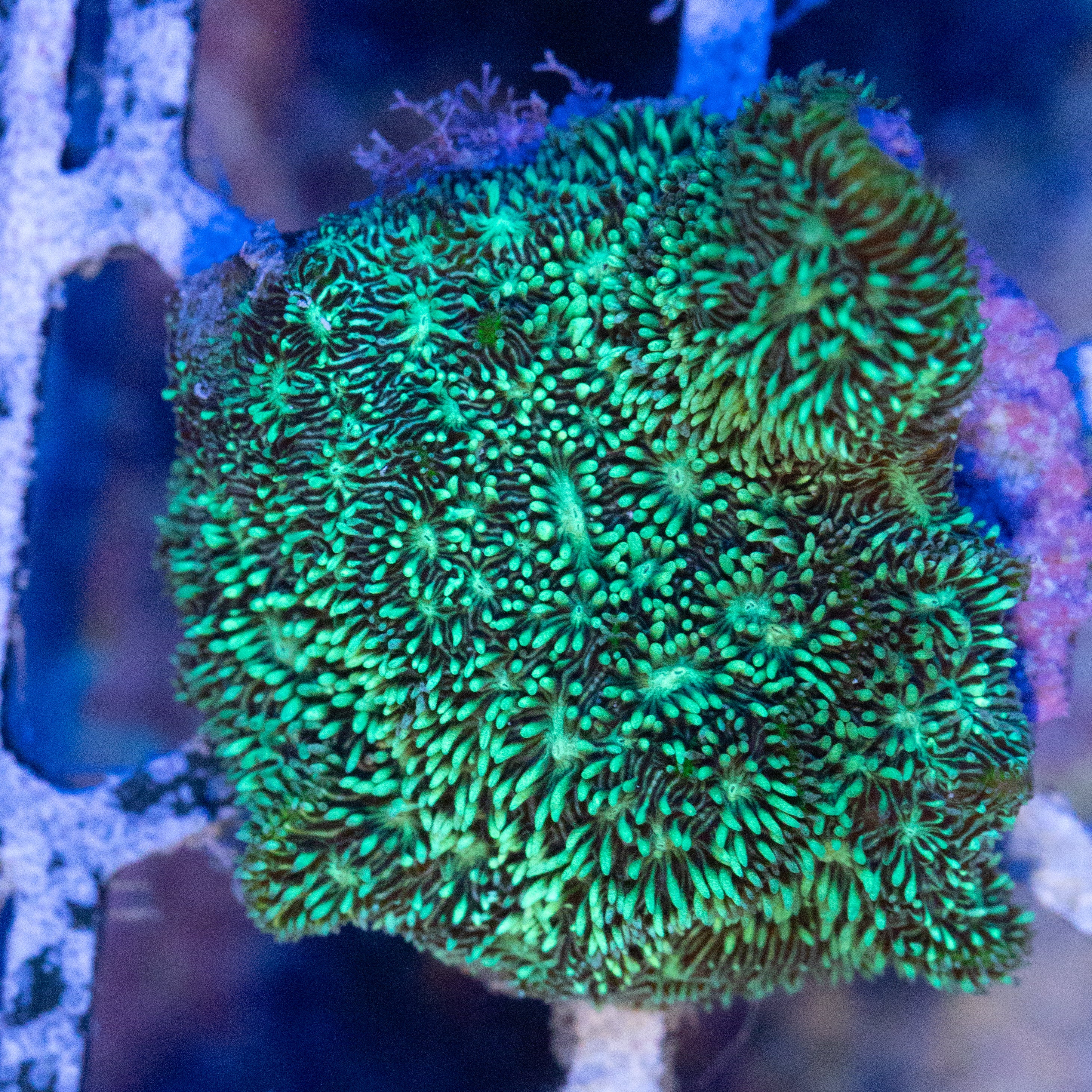 Electric Green Pavona