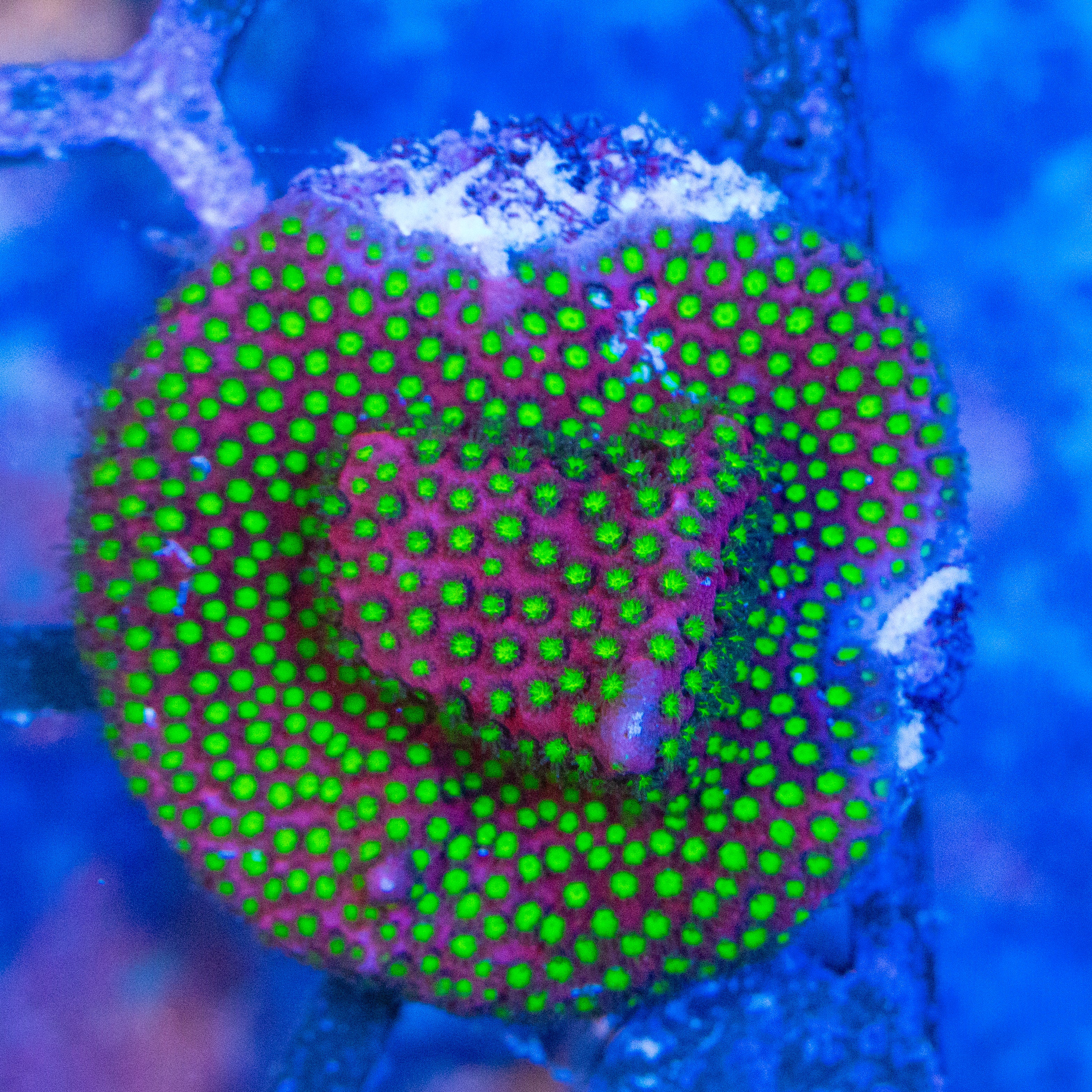 WWC Electric Daisy Stylocoeniella