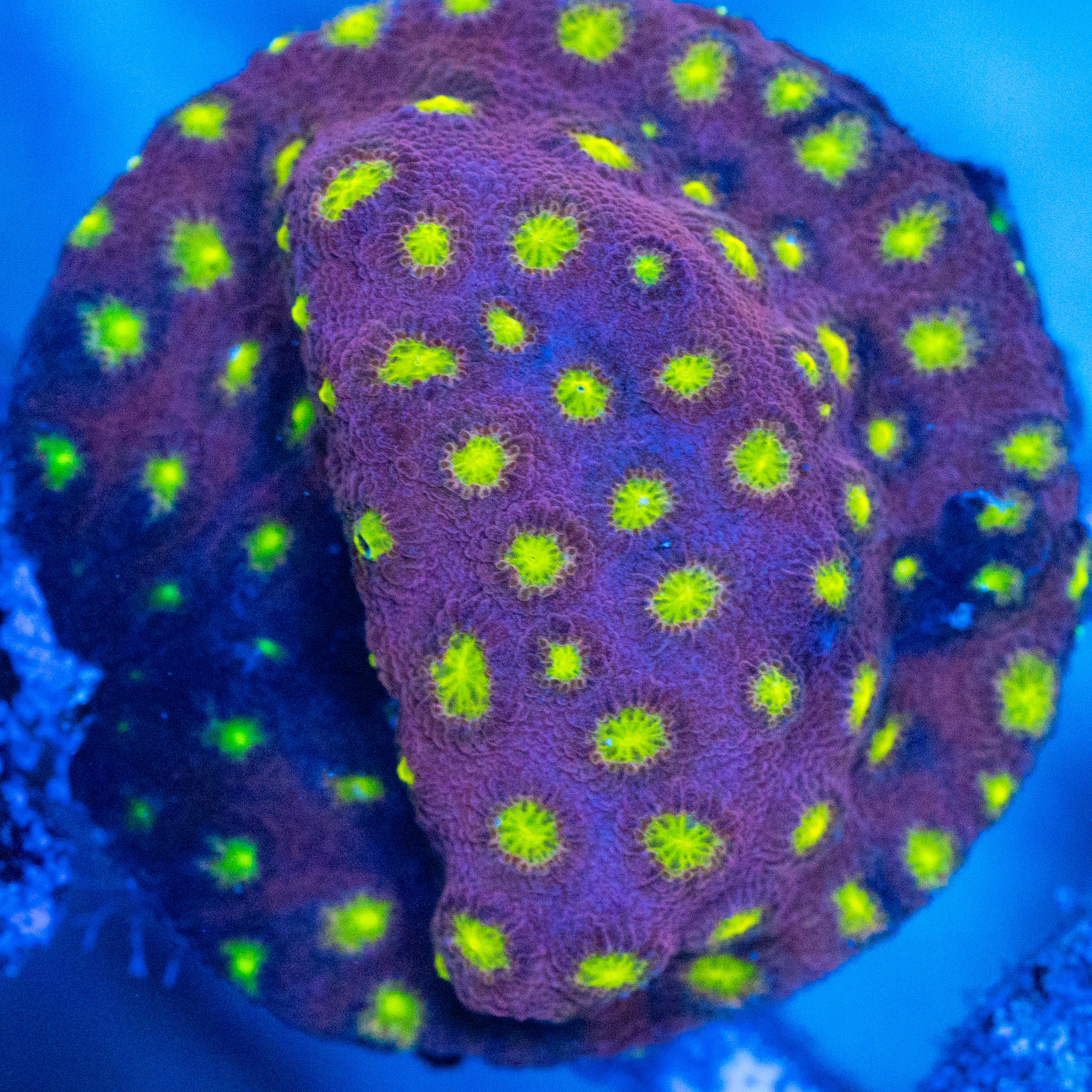 Bling-Bling Cyphastrea