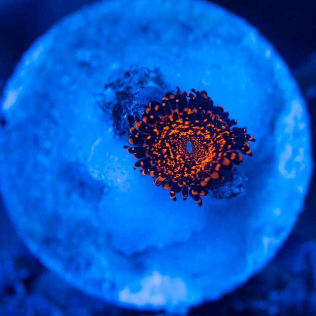 OG Nightmare Zoanthids