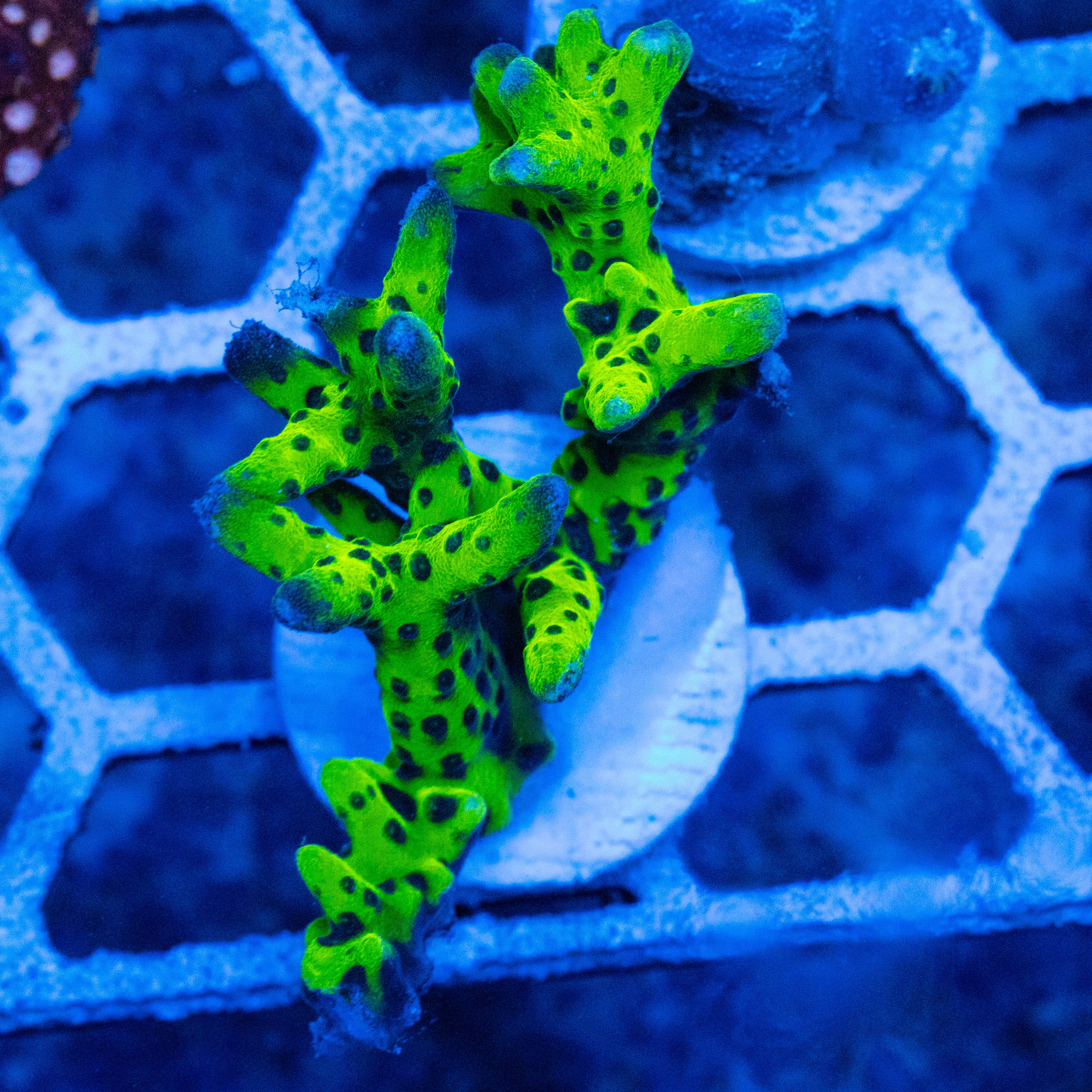 Slimeball Anacropora