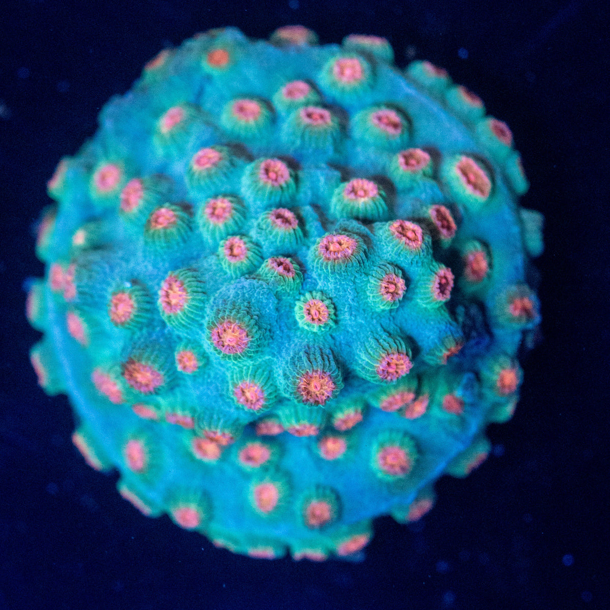 Meteor Shower Cyphastrea