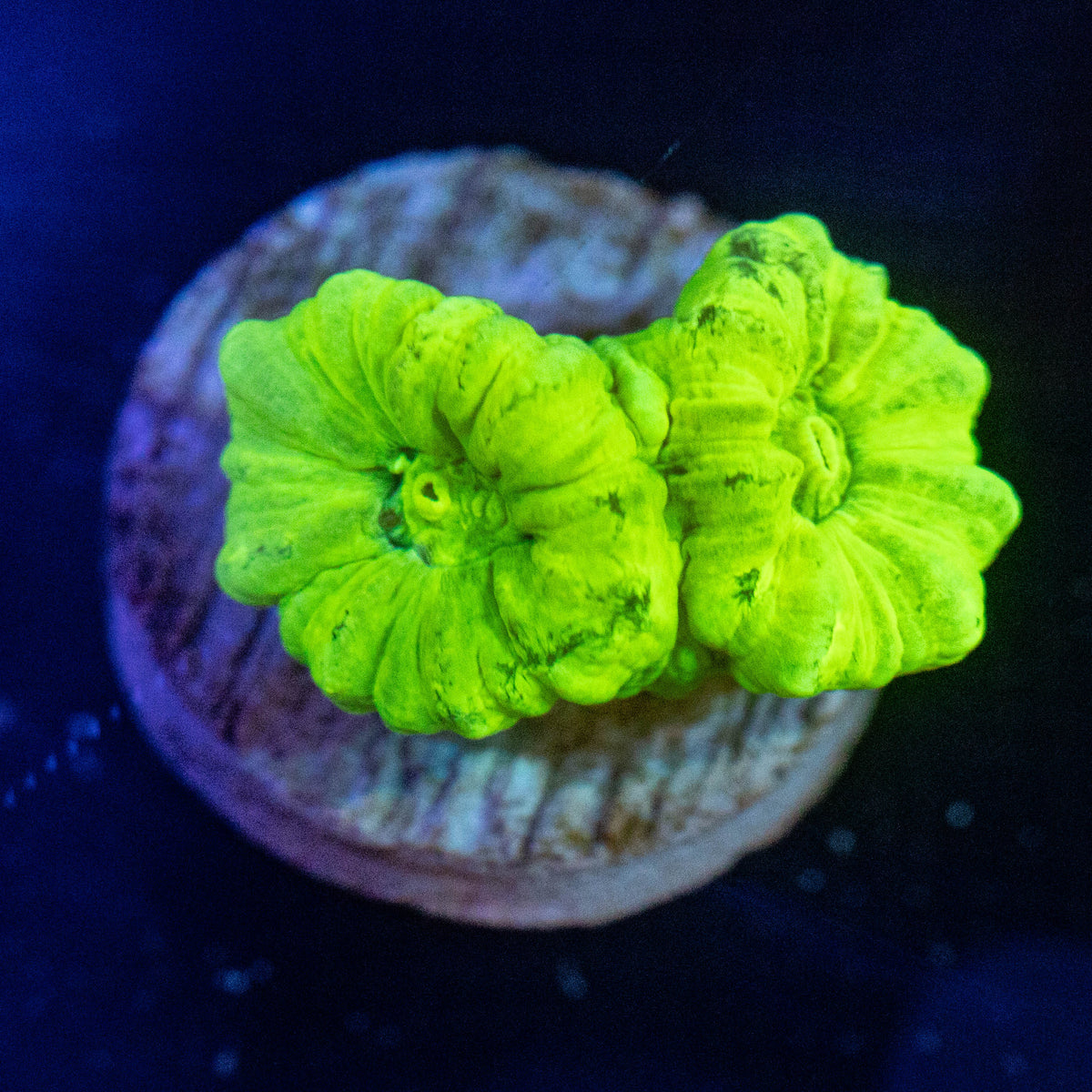 Neon Green Trumpet