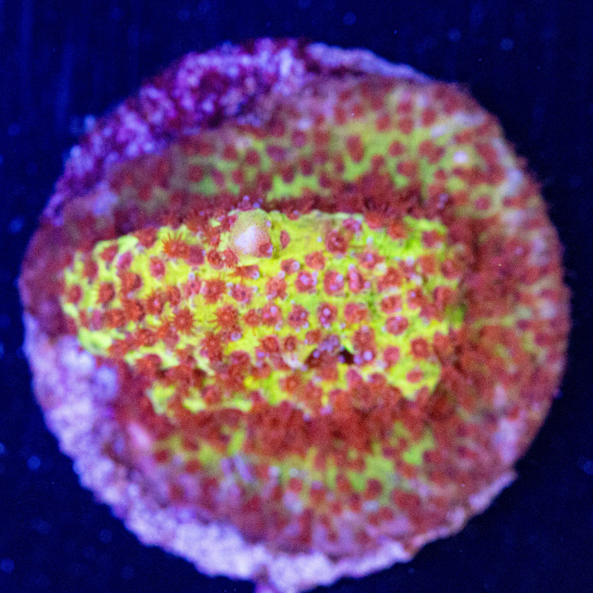 JF Burning Banana Stylocoeniella