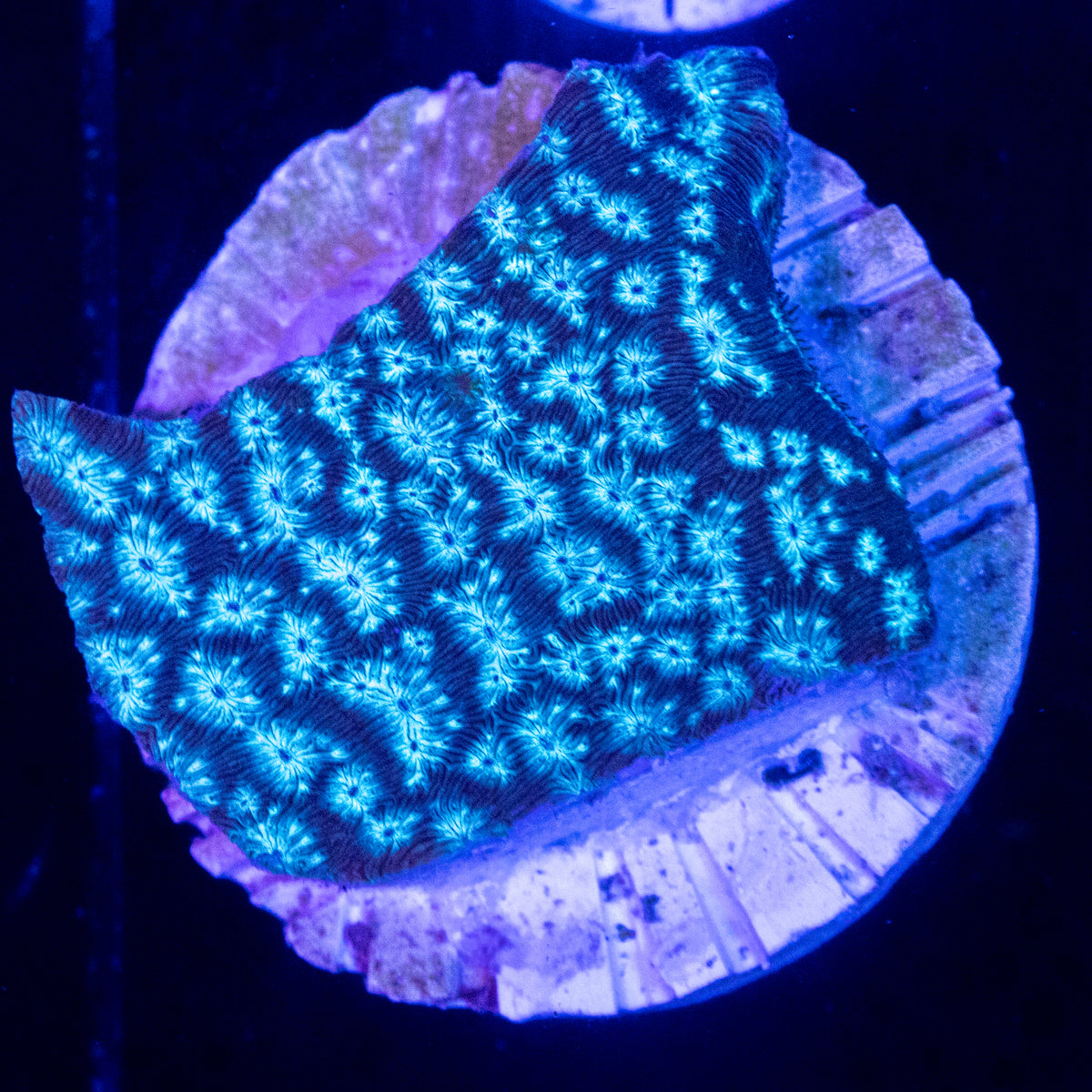 Mr. Freeze Leptoseris