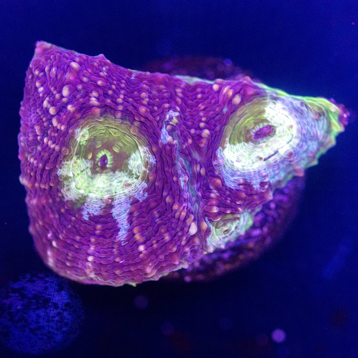 Purple Splatter Acanthastrea