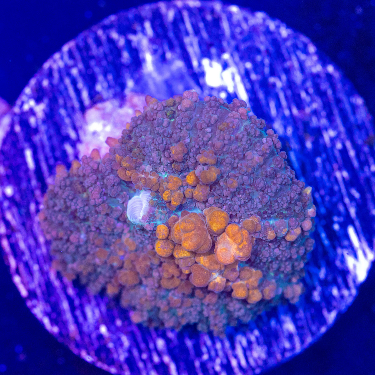 Sunkist Bounce Mushroom