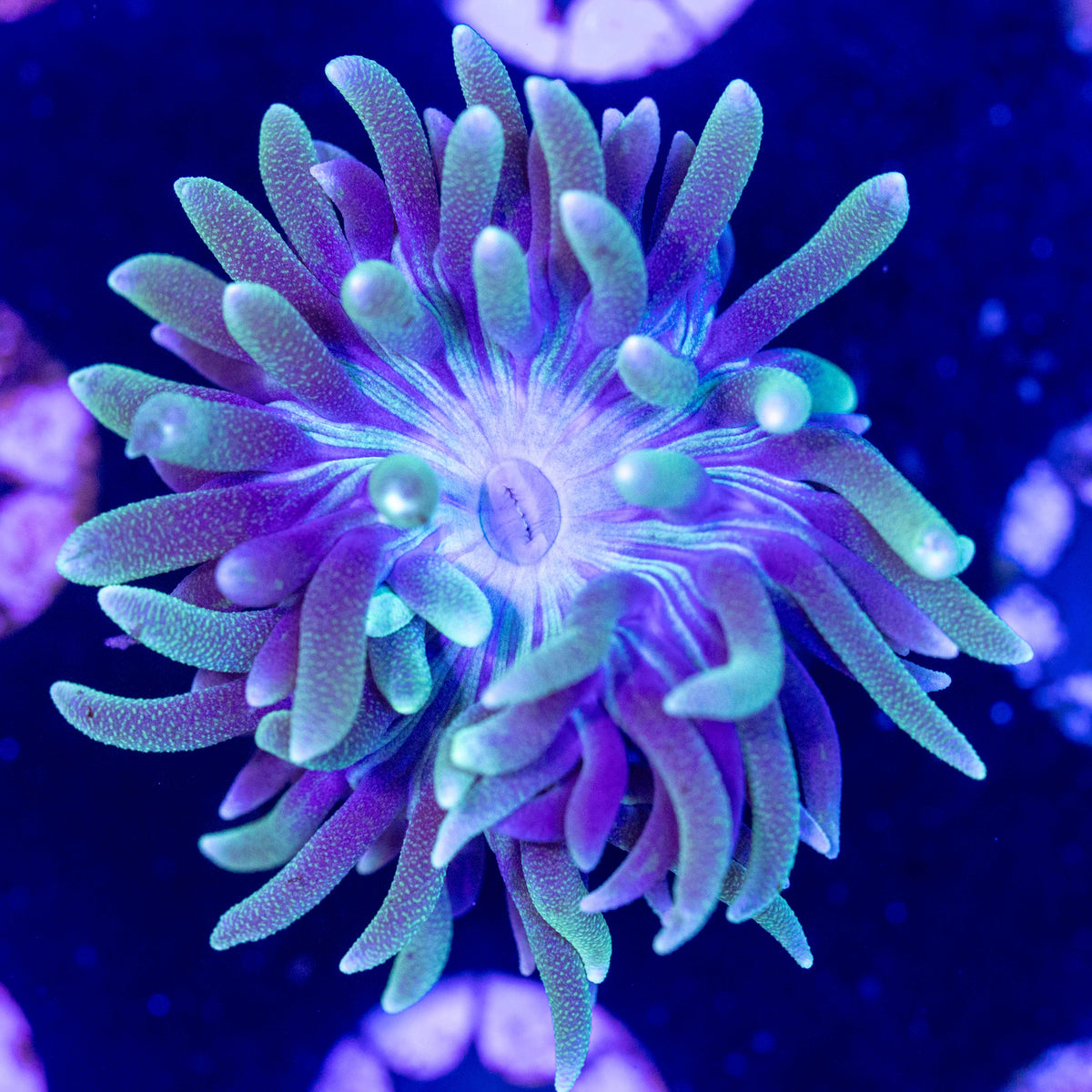 Purple Rim Duncan Coral