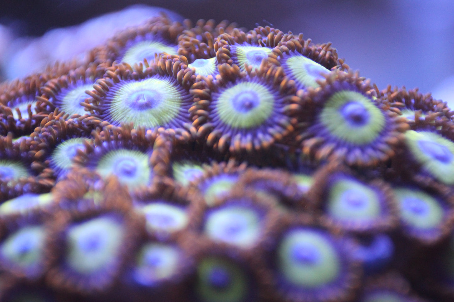 TSA Fruit Loops Zoanthids