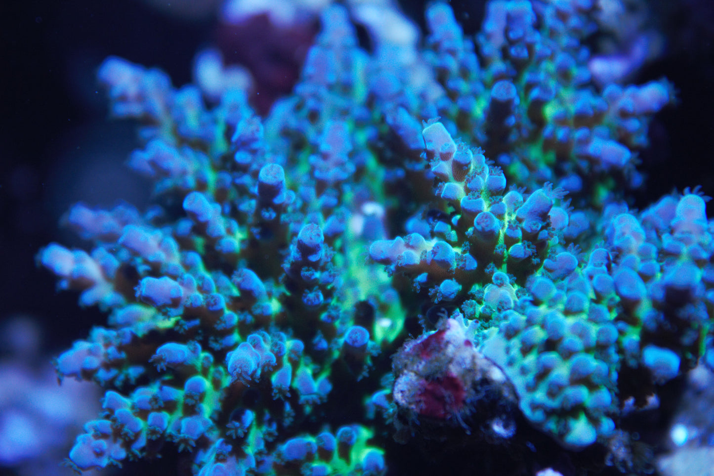 CB Purple Planet