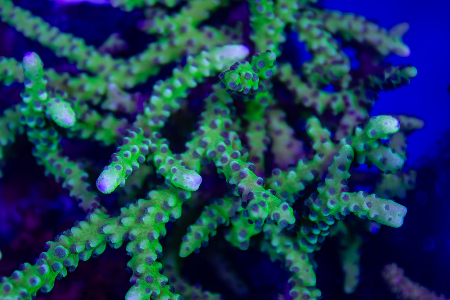 Green Goblin Anacropora