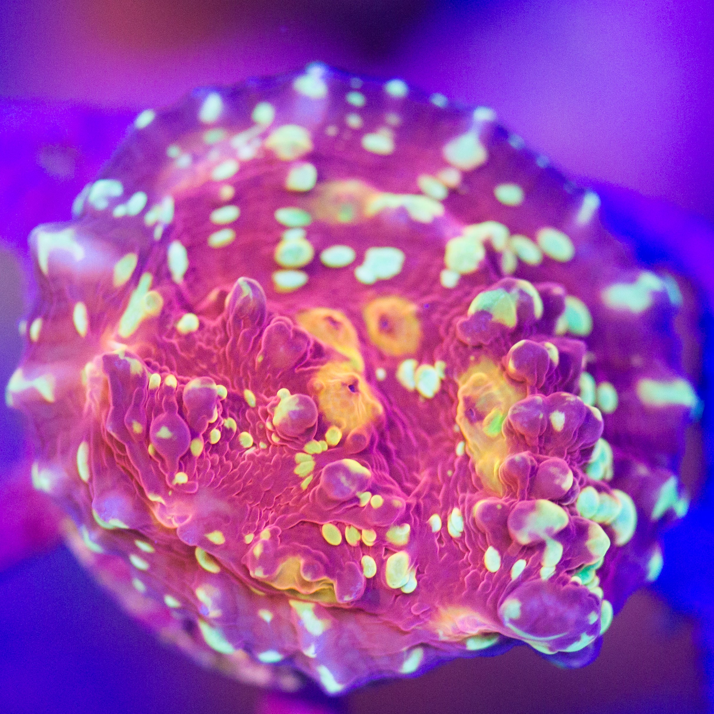 CB Time Warp Chalice