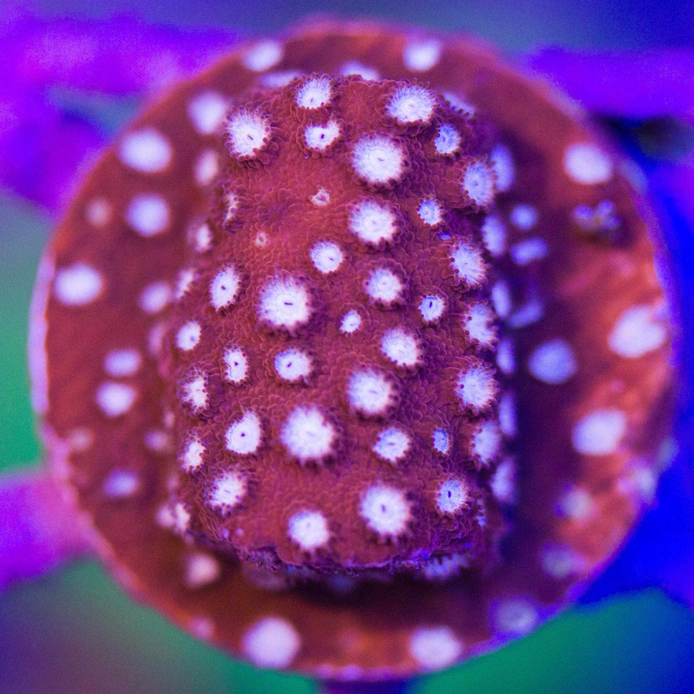 Book Your Appointment