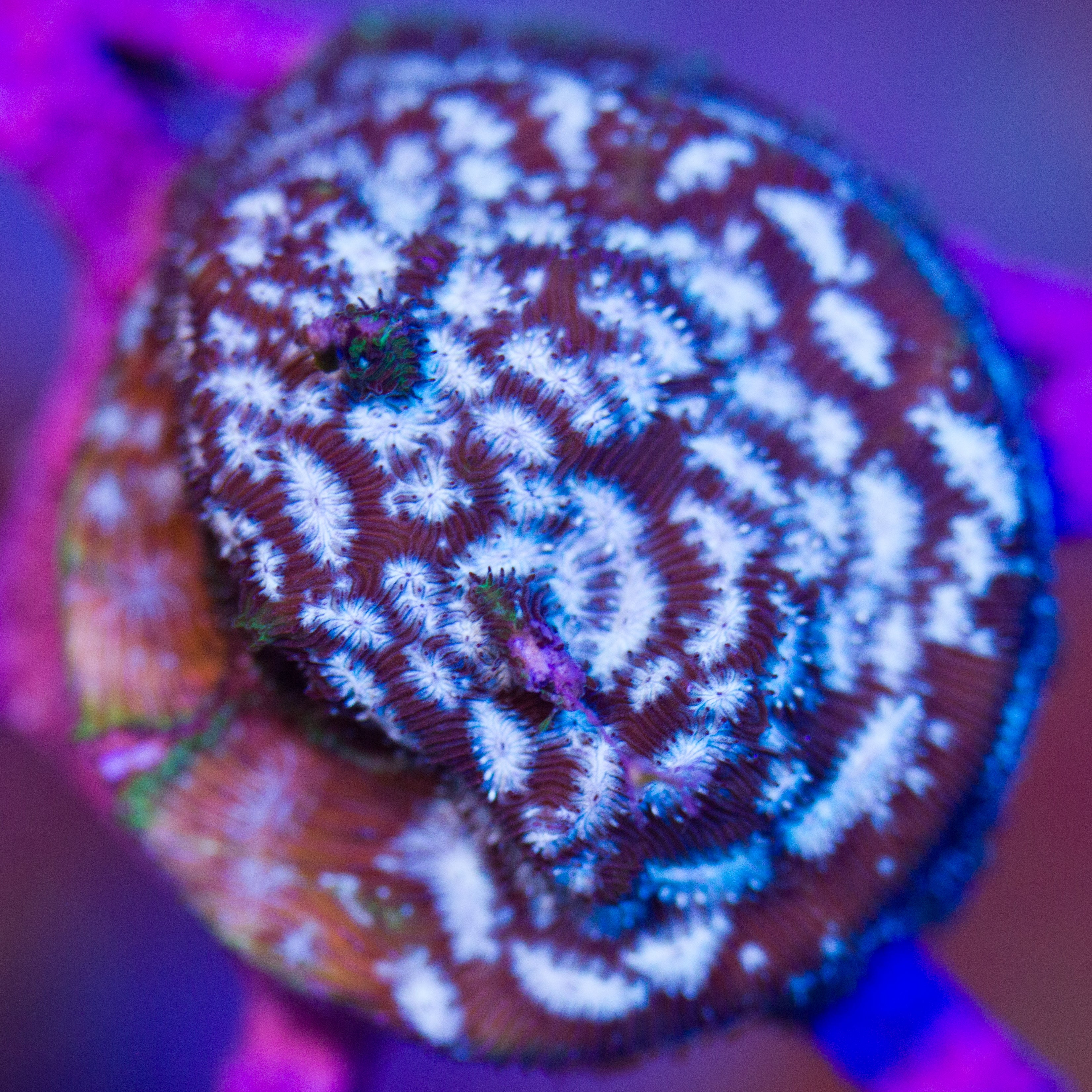 Mr. Freeze Leptoseris