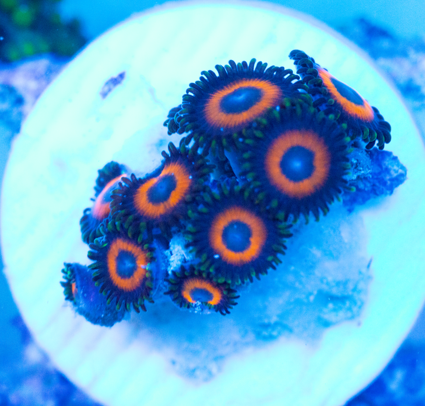 Ked's Reds Zoanthids