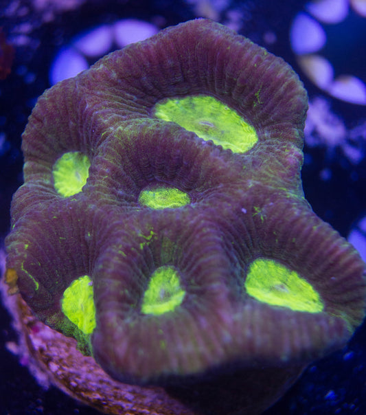 WYSIWYG - Green Speckled Favia