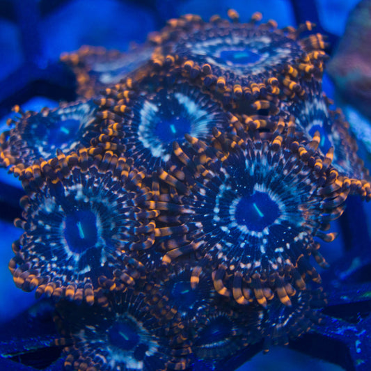 WYSIWYG - Utter Chaos Zoanthids