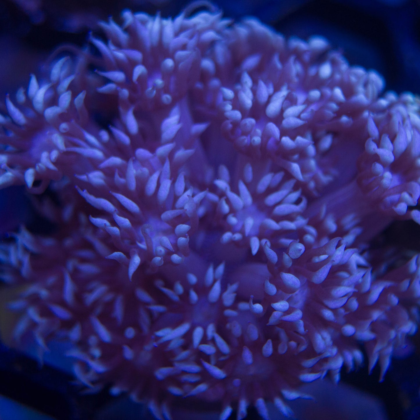 WYSIWYG - Cream Goniopora