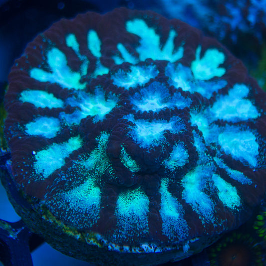 WYSIWYG - Frozen Favia