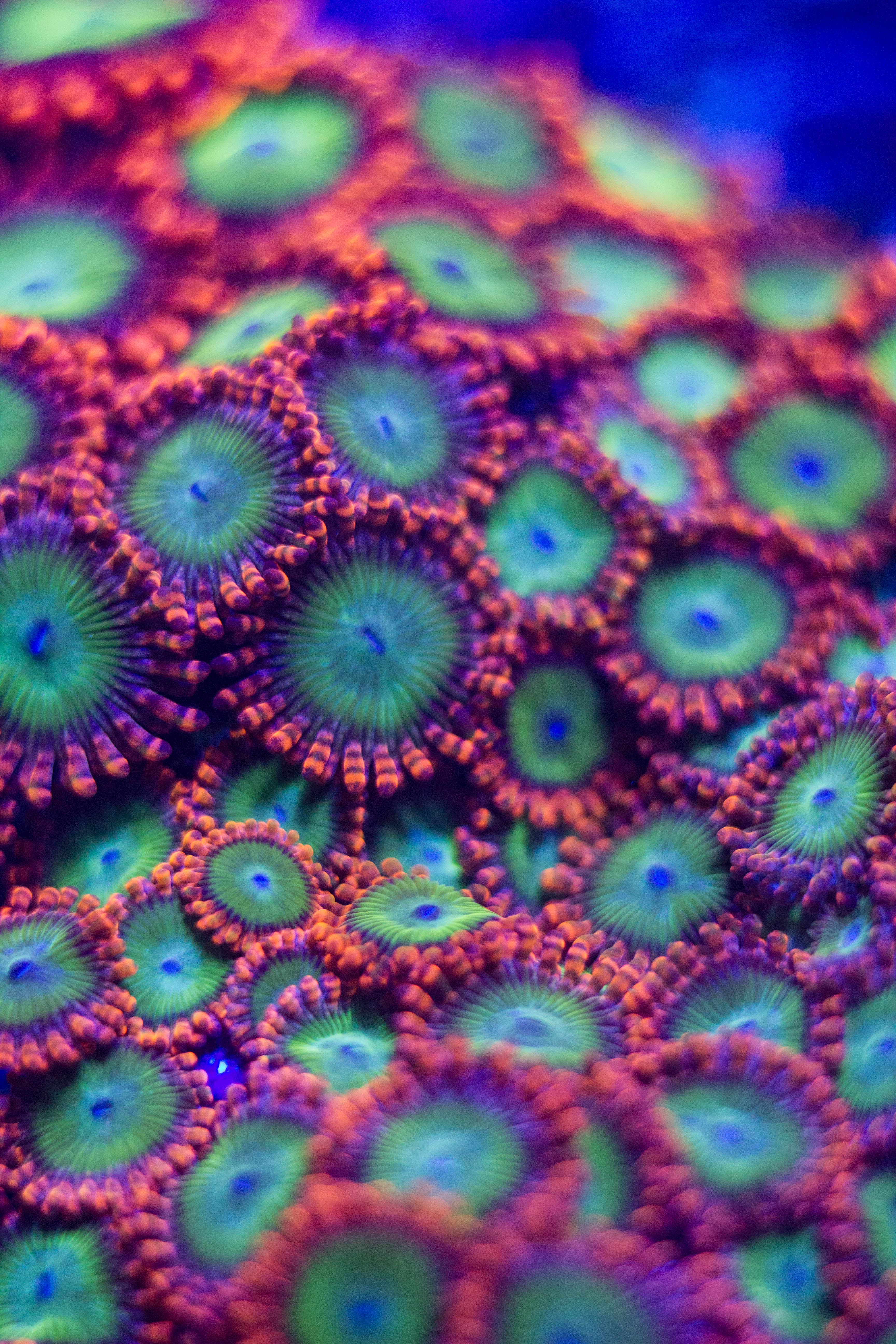 Oompa Loompa Zoanthids