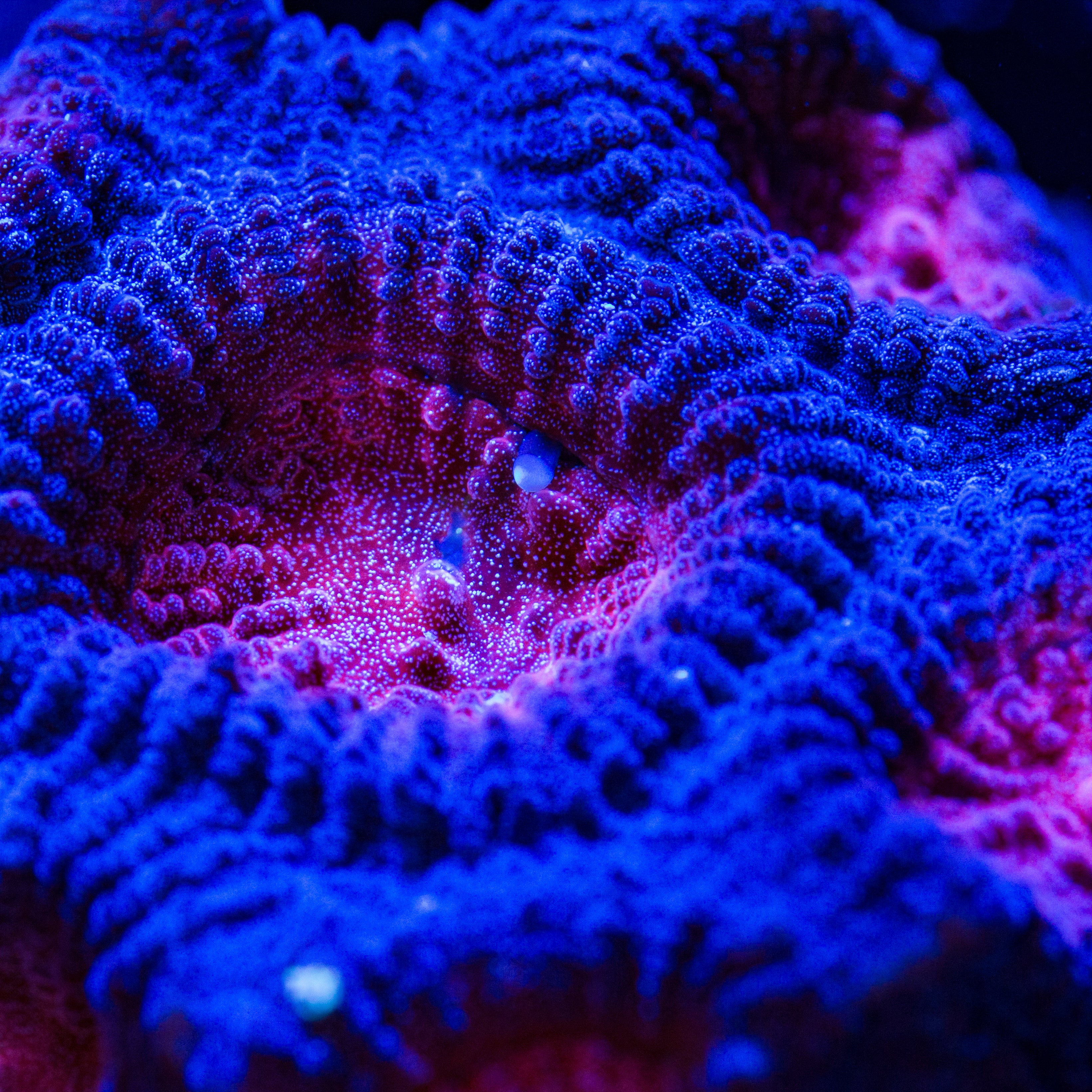 Neptune's Bleeding Heart Favia