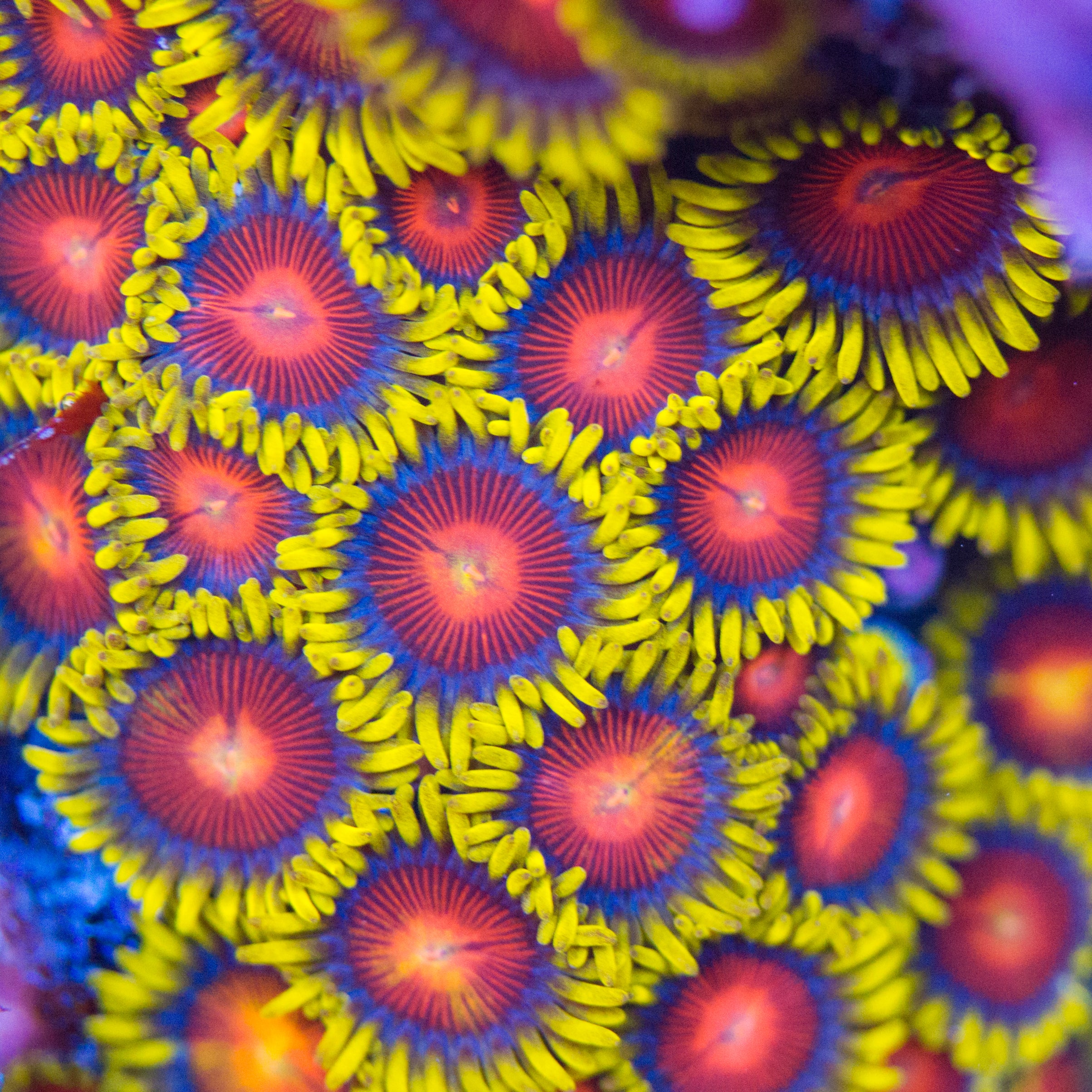 Yellow Brick Road Zoanthids