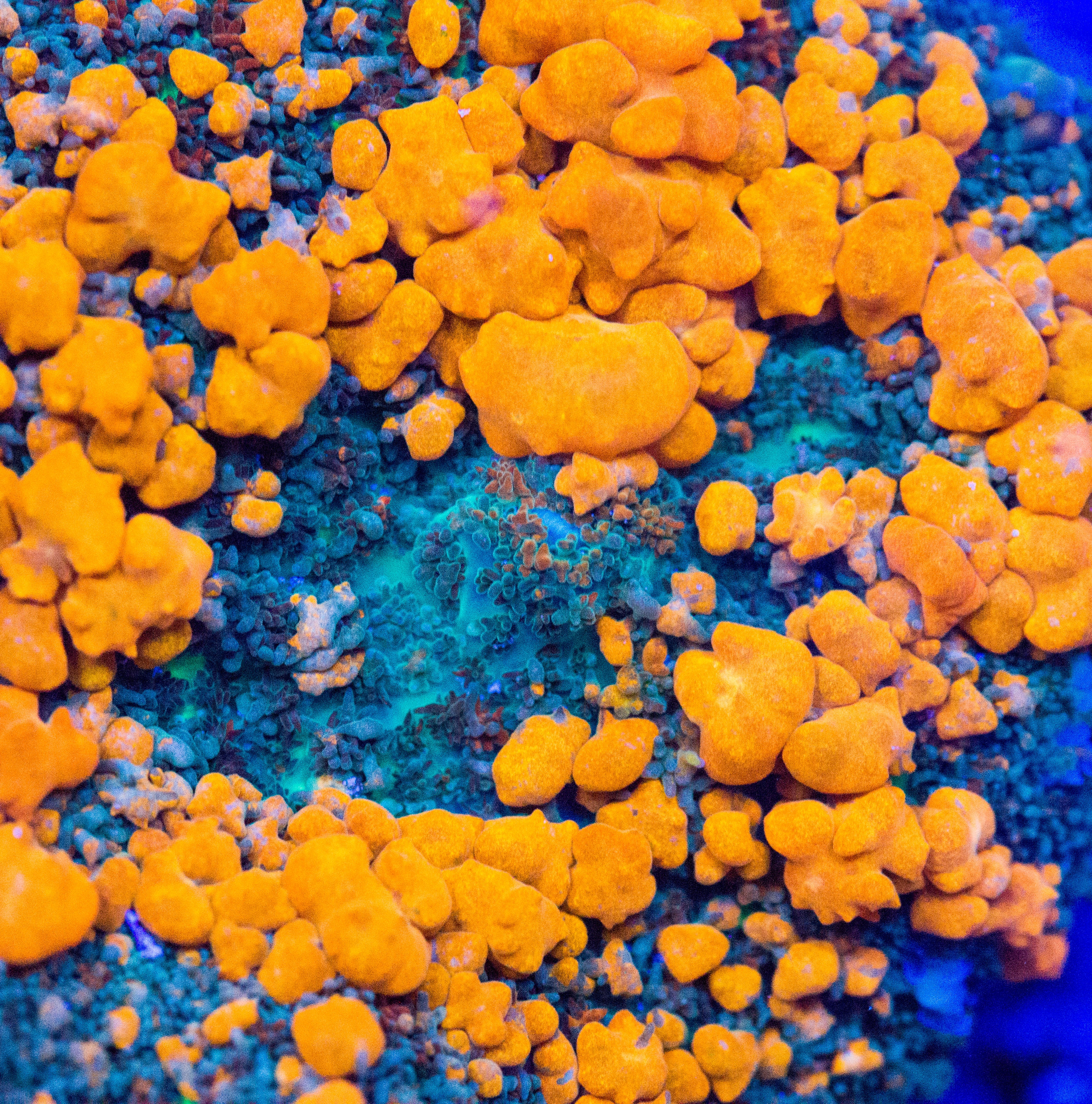 Sunkist Bounce Mushroom