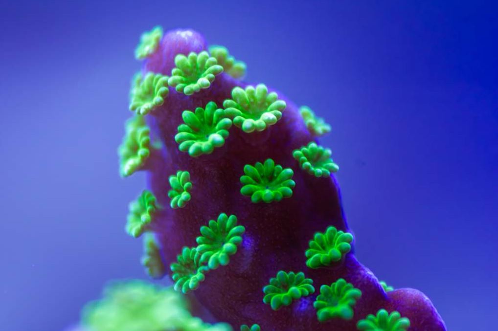 Tubbs Stellata Montipora