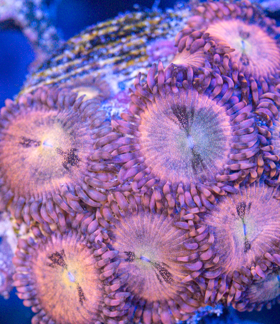Halle Berry Zoanthids