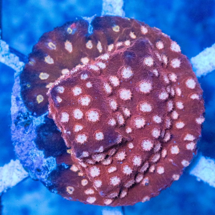 WWC Peppermint Cyphastrea