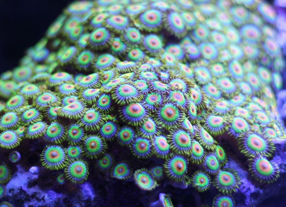 Rasta Zoanthids