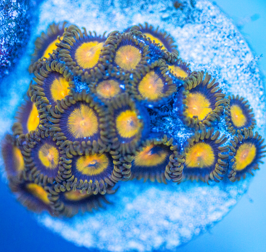 Tutti Fruitti Zoanthids